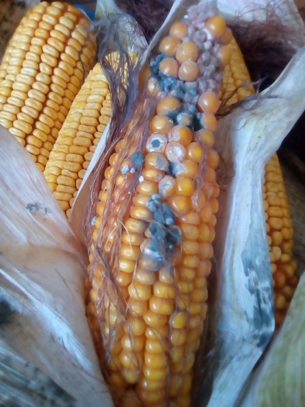`Penicillium` на клипу кукуруза
